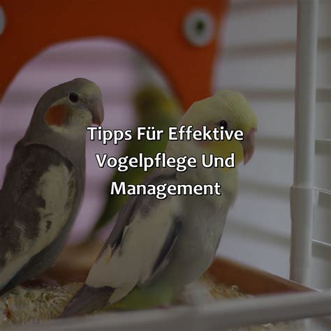 Vogelpflege und Stress: Wie man seinem Vogel ein stressfreies Leben ermöglicht