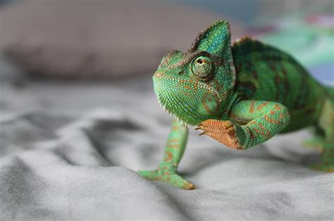 Warum die Quarantäne neuer Reptilien für die Gesundheit entscheidend ist