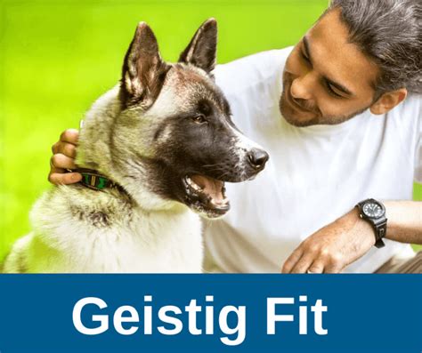 Warum Hunde auch im Alter noch geistig gefordert werden sollten