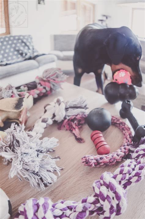 Warum Hunde Spielzeug brauchen und wie man es sicher auswählt