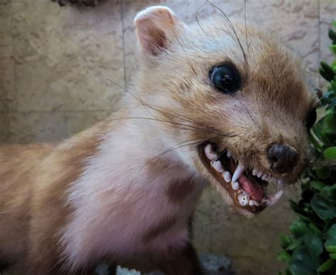 Was tun, wenn Nagetiere sich nicht verstehen? Lösungen und Empfehlungen