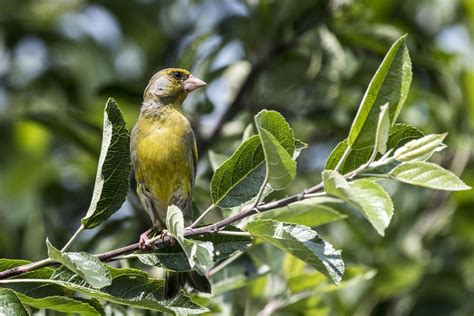 Wie man heimische Vogelrassen im Garten anlockt