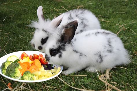 Wie man Kaninchen am besten füttert