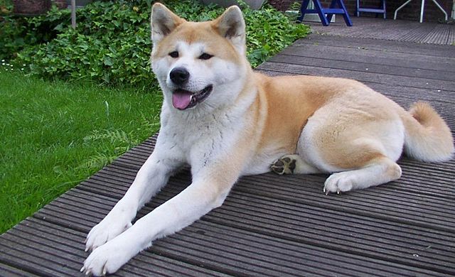 akita hund