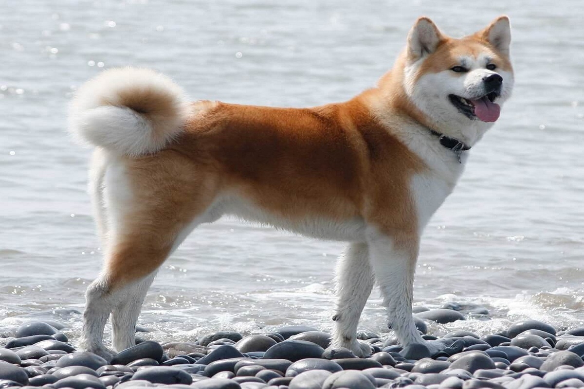 akita hund