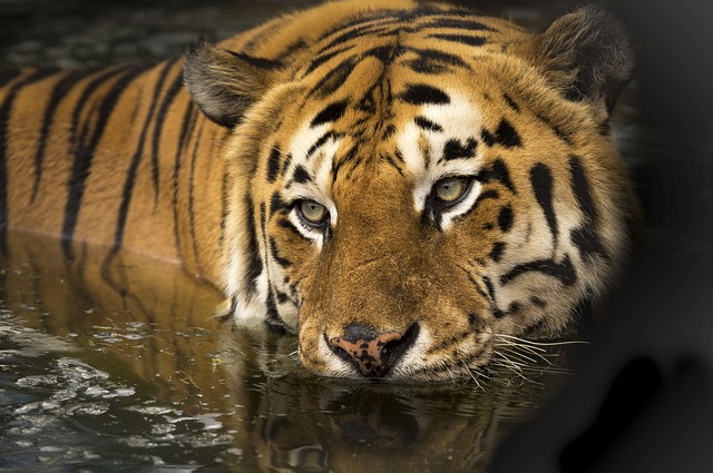 Bengalkatze: Wilde Schönheit im Haus