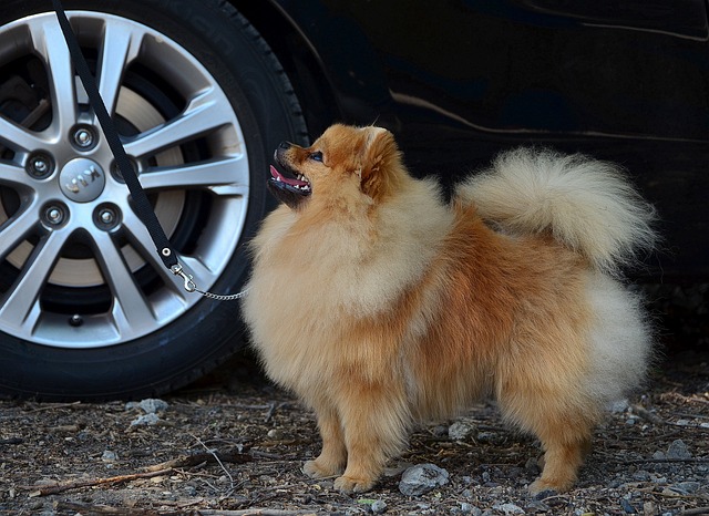 blasenentzündung bei hunden