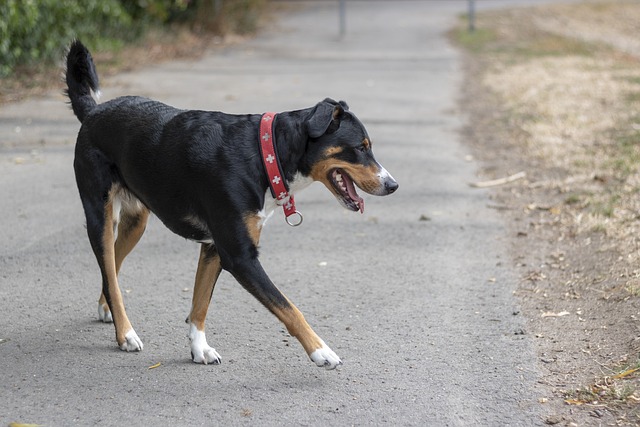 blasenentzündung bei hunden