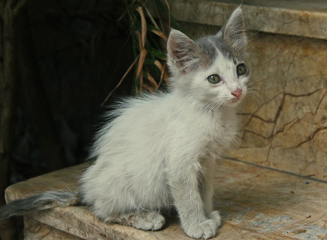 blau augen katze