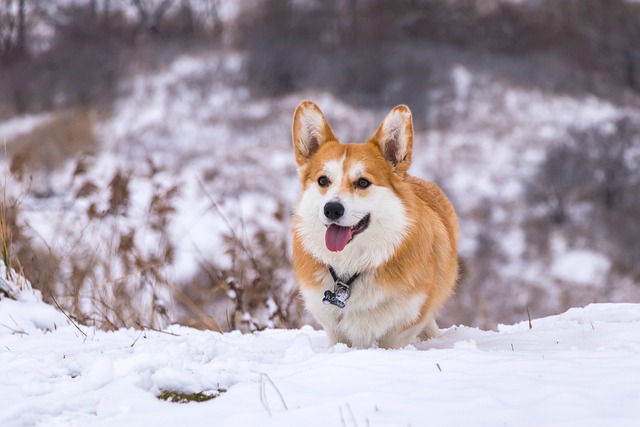 corgi hund