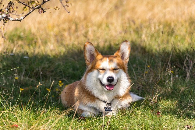 corgi hund