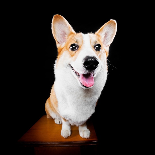 corgi hund