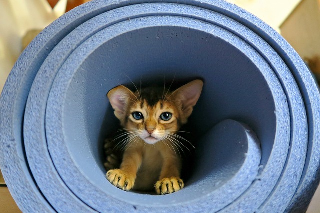 Die Abessinierkatze: Eine antike Rasse mit zeitlosem Charisma