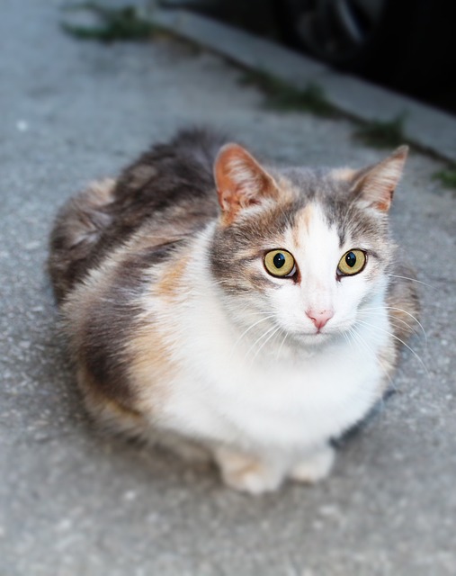 Die Abessinierkatze: Eine antike Rasse mit zeitlosem Charisma