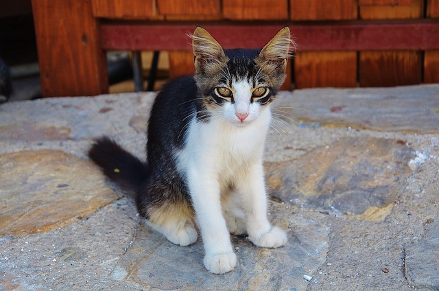 Die Auswirkungen der Umwelt auf das Verhalten von Hauskatzen