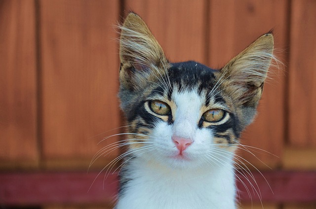 Die Auswirkungen der Umwelt auf das Verhalten von Hauskatzen