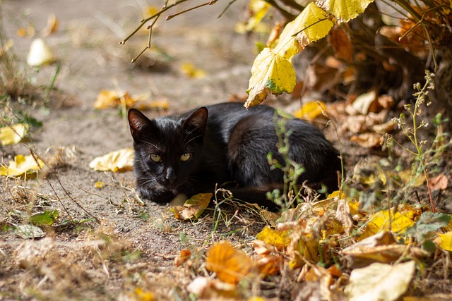 Die Britisch Kurzhaar: Ein sanfter Riese unter den Katzen