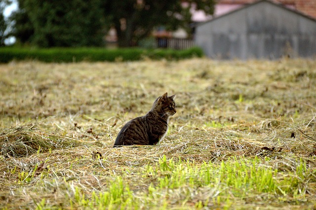 Die Kunst, Katzen zu rufen: Einblicke in deutsche Techniken