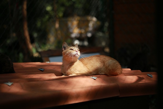 Die Rolle der Katze in deutschen Redewendungen und Sprichwörtern