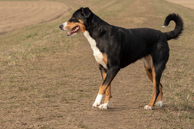 dürfen hunde äpfel essen