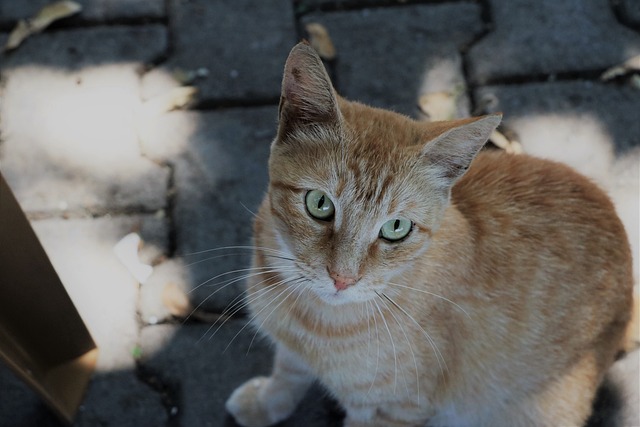 Eleganz und Anmut: Alles über die Siamkatze