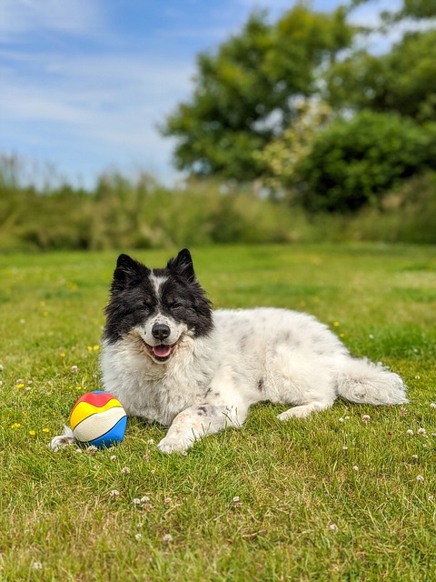 epilepsie bei hunden