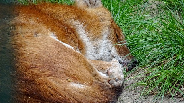 epilepsie bei hunden