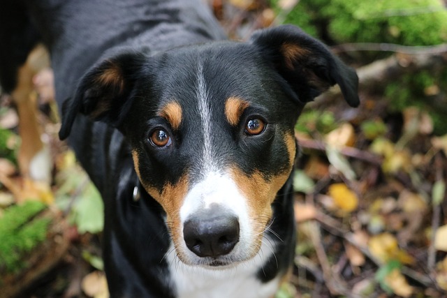 epileptische anfälle hund