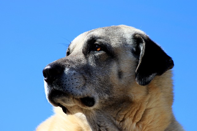 kangal hund