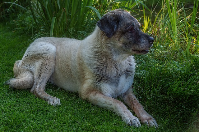 kangal hund