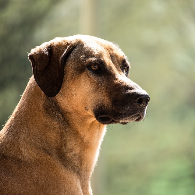 kangal hund