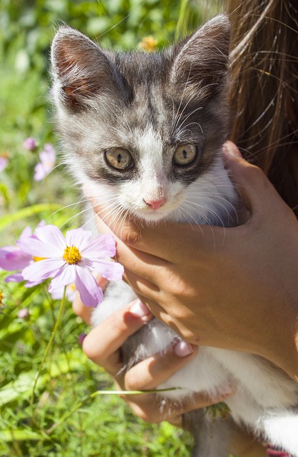 kartäuser katze