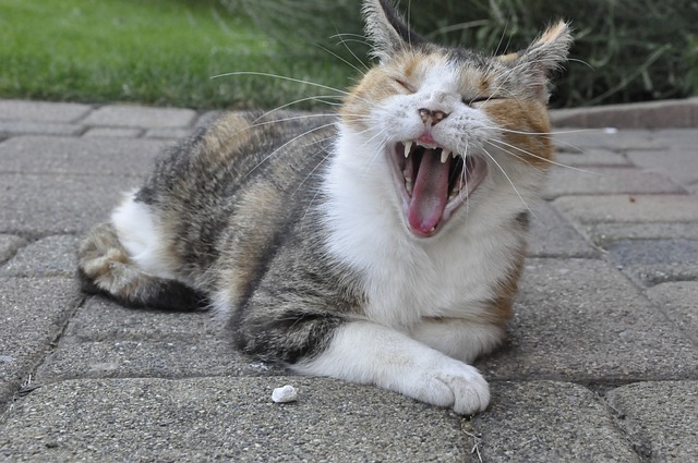 Katzen in der deutschen Folklore: Mythen und Legenden