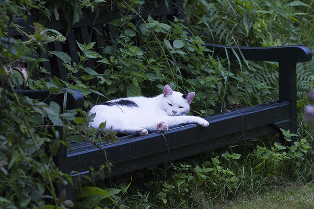 Katzen in der deutschen Literatur: Von Goethe bis Grass