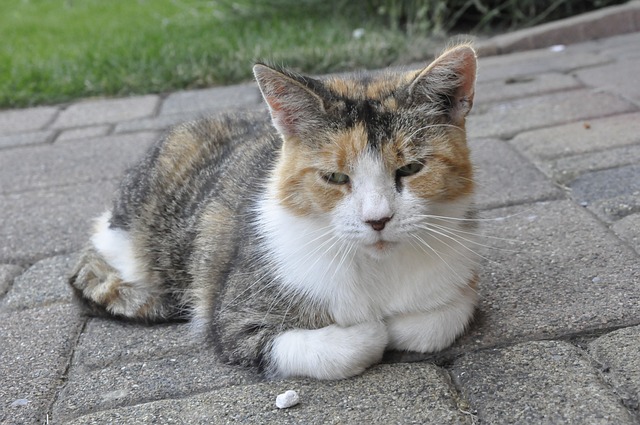 Katzen in der deutschen Literatur: Von Goethe bis Grass