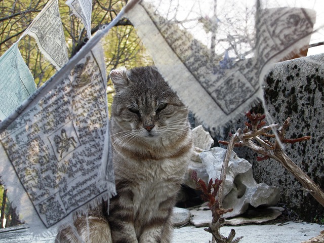 Katzen und ihre Jagdtechniken: Einblicke in die Welt der kleinen Raubtiere