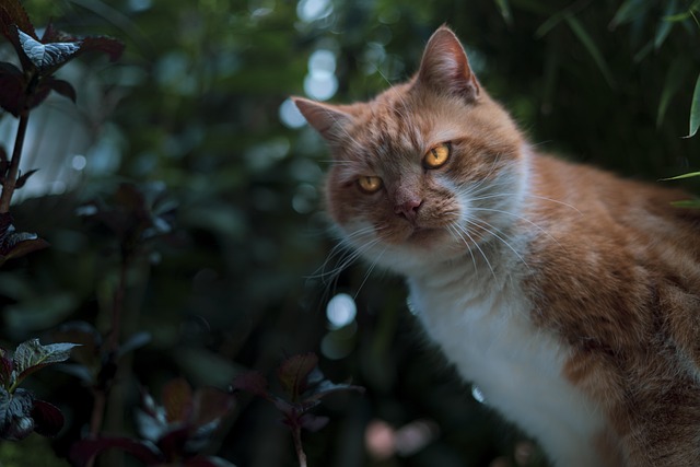 Katzen und Musik: Wie reagieren Katzen auf klassische Musik?