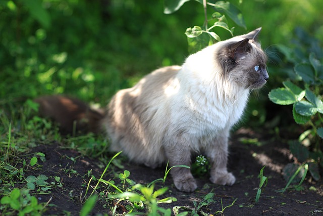 Katzen und Musik: Wie reagieren Katzen auf klassische Musik?