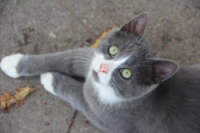 Katzenpflege: Tipps für die Fellpflege langhaariger Rassen