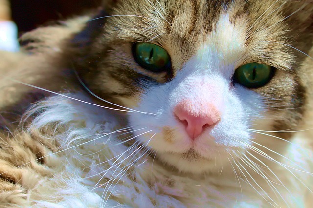 Majestätisch und Stolz: Die Geschichte der Maine Coon