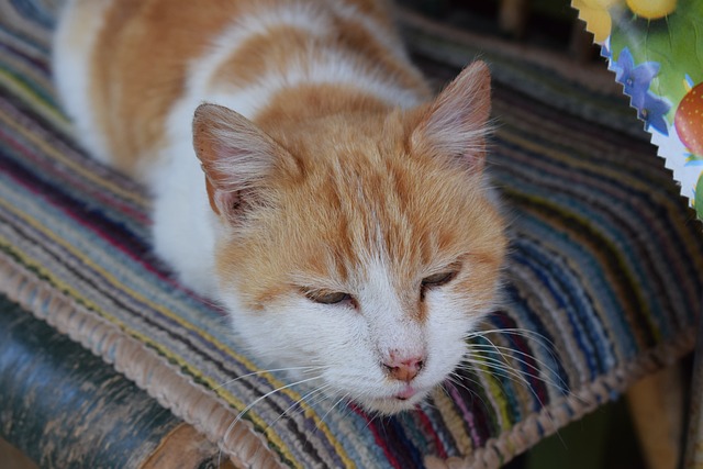 Perserkatze: Der königliche Begleiter mit dem luxuriösen Fell