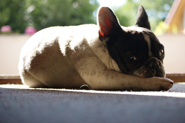 schmerzmittel für hunde