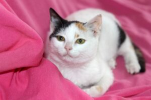 Scottish Fold: Die Katze mit den charmanten, gefalteten Ohren