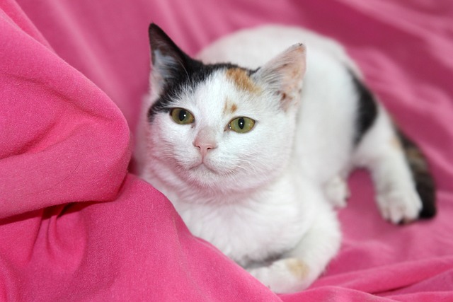 Scottish Fold: Die Katze mit den charmanten, gefalteten Ohren