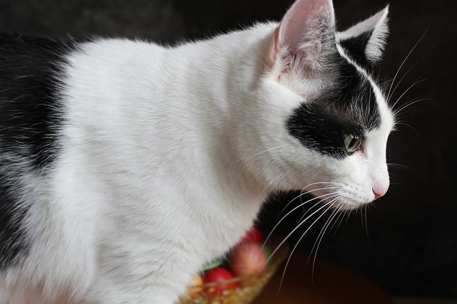 Sphinxkatze: Geheimnisse der haarlosen Eleganz