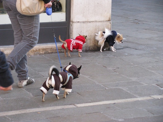 süße hunde